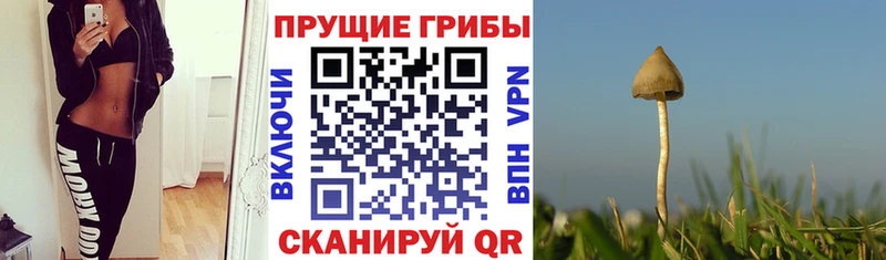 Псилоцибиновые грибы Cubensis  Горячеводский 
